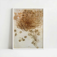 A Star of Bethlehem & Other Plants (1500s) by Leonardo da Vinci – Art Print - Art print in white frame