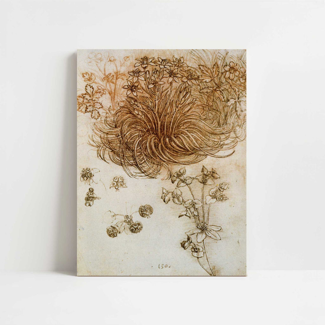A Star of Bethlehem & Other Plants (1500s) by Leonardo da Vinci – Art Print - Unframed art print