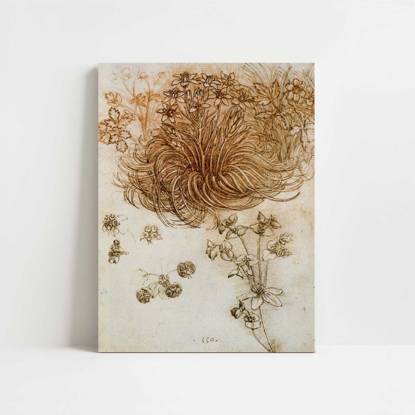 A Star of Bethlehem & Other Plants (1500s) by Leonardo da Vinci – Art Print - Unframed art print