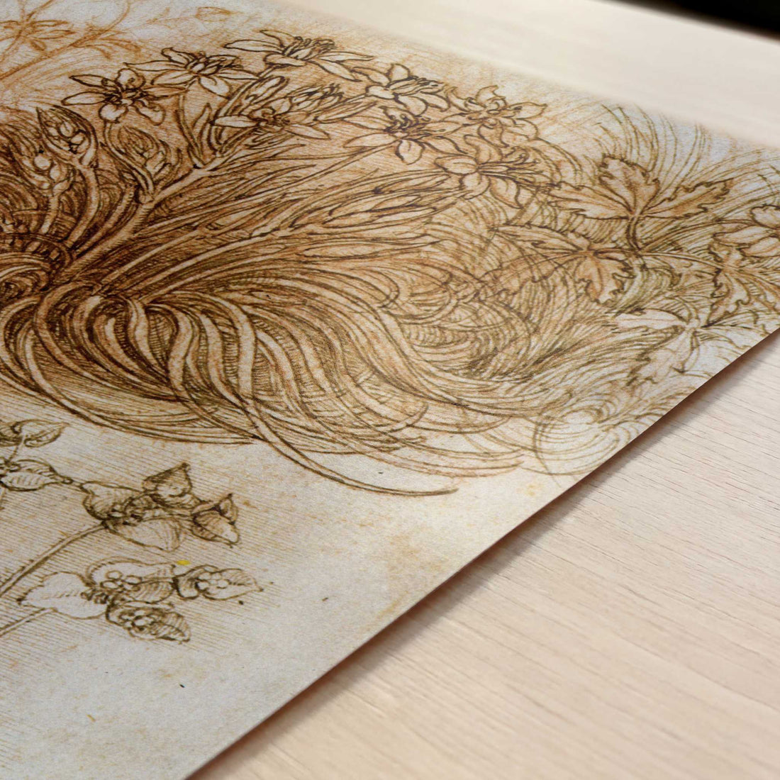 A Star of Bethlehem & Other Plants (1500s) by Leonardo da Vinci – Art Print - Close-up detail of the art print