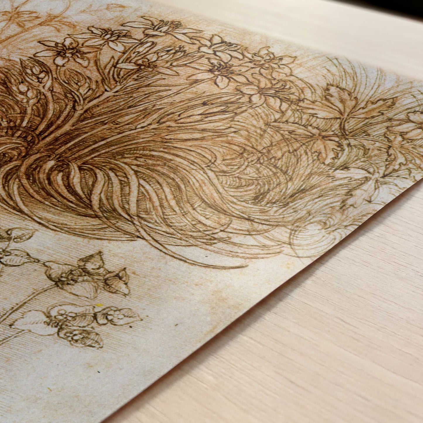 A Star of Bethlehem & Other Plants (1500s) by Leonardo da Vinci – Art Print - Close-up detail of the art print